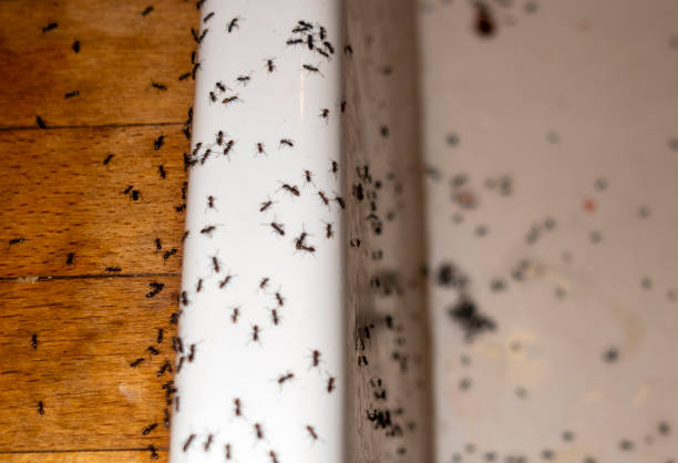 Best Emergency Pest Control  in Coffeyville, KS